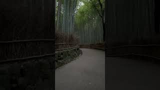 Arashiyama Bamboo Grove 嵐山竹林 [upl. by Alice295]