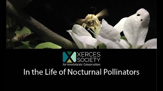 In the Life of Nocturnal Pollinators [upl. by Glanville]