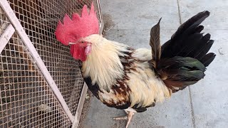 Big Rooster Enjoying Outside  Best Rooster Eating and Drinking😁🐓 [upl. by Ikik]