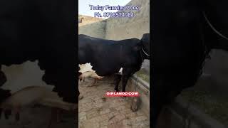 Girlando Cow Milk Capacity 30 L 1st Timer viralshort cow [upl. by Enyamert236]