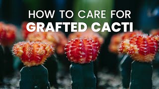 HOW TO CARE FOR GRAFTED CACTI  CACTUS GRAFTING GUIDE [upl. by Leksehc]