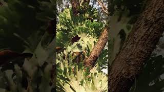 Thousands of Staghorn Ferns on Farm Windbreak Trees [upl. by Etteb]