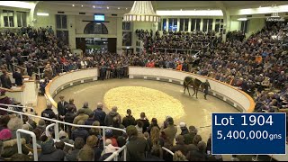 👑 Alcohol Free sells for 5400000gns at the Tattersalls December Mares Sale [upl. by Cindi]