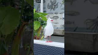 Redbilled gull [upl. by Enajyram937]