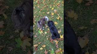 Kensingtons first pups out of the Swiss Prince enjoying autumn leaves [upl. by Nonah306]