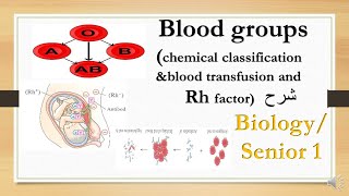 blood groups transfusionamp Rh factor  biology 1st secondary شرح [upl. by Spevek]