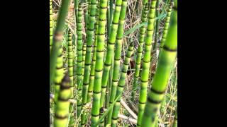 ХВОЩ EQUISETUM сем Хвощевые Equisetaceae [upl. by Emelin]