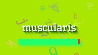 How to say quotmuscularisquot High Quality Voices [upl. by Llerehs]