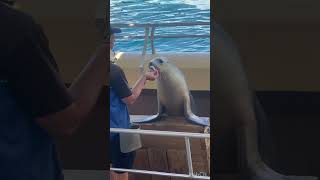 Seal show Coffs Harbour [upl. by Divod886]