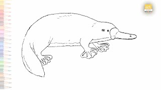 Platypus drawing easy 05  Outline sketches  How to draw A Platypus step by step  artjanag [upl. by Nairda]