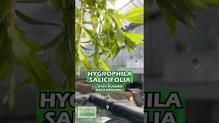 Hygrophila Salicifolia Rugged background plant is available for sale [upl. by Idalia687]