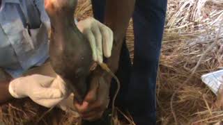 Fetlock flushing in a foal with septic arthritis [upl. by Murphy]