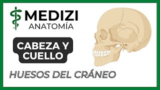 Anatomía de Cabeza y Cuello  Huesos de la cabeza Cráneo [upl. by Esoj10]