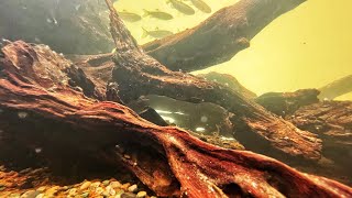 BIOTOPE AQUARIUM STEP BY STEP AQUASCAPE TUTORIAL AquaticHabitatsBook [upl. by Sabra834]