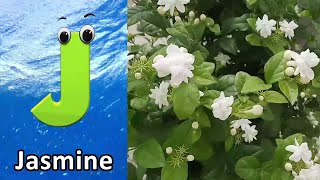 Flower ABC Song for Kids  ABC Poems  Song for Children  Nursery Rhymes [upl. by Mairem629]