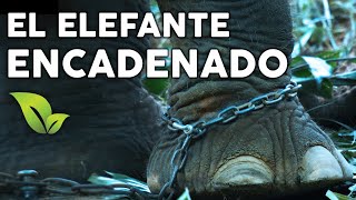 COMO VENCER EL MIEDO  El elefante encadenado Cuento [upl. by Aneeuqahs436]