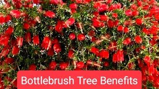 Bottlebrush Plant Benefits [upl. by Hurty]