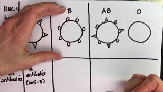 ABO Blood Typing Vid2 Types HCSP21 [upl. by Nnylyram]