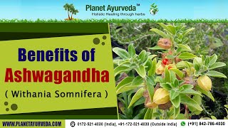 Benefits of Ashwagandha  Withania Somnifera [upl. by Einegue301]