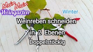 Weinrebe zurück schneiden 2 Ebene Rückschnitt mehrjährige Weinrebe Winter  Herbst Trauben Video 3 [upl. by Oigolue]