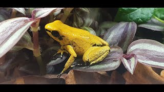 Phyllobates terribilis  Der quotSchrecklichequot Pfeilgiftfrosch [upl. by Nosyd18]