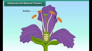 Unisexual and Bisexual Flowers  Class 7  Science [upl. by Candis]