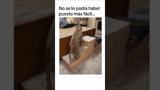 Me hizo el dia🤣 shorts pets sleep tiktok edits memes asmr fyp funny foryou humor checho [upl. by Nehr]