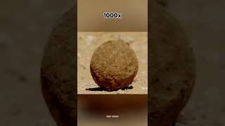 dung beetle reels reelsvideo facts scienceHD1 fbreelsfypシ゚ facts abadtoabadtu cricketgame [upl. by Centeno290]