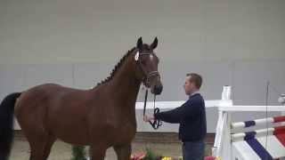 Balou du RouetContendro I stallion  2013 [upl. by Nolram738]