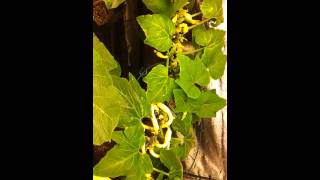 Month 2  2 Wk Magnetic Induction vs HPS Squash Grow Test [upl. by Ramiah]