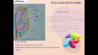 Rezidentiat 2022  Hai sa intelegem mai bine  ANATOMIA SI FIZIOLOGIA SPLINEI  Lawrence [upl. by Pooh]