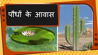 Science  Plant Habitat and adaptation  Hindi [upl. by Leid746]