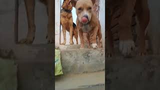 Dog farming farming farmer virl agriculture doglover pitbull farm trending shorts ytshorts [upl. by Veedis638]