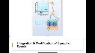 118  Postsynaptic Potentials [upl. by Budde200]