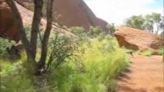 Dingoes and Wild Dogs at Uluru Ayers Rock [upl. by Letizia228]