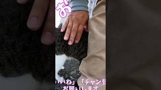 猫」「CAT amp PEACE」ねこ 猫動画 cat 猫好きさんと繋がりたい straycat ねこかわいいね [upl. by Julee]