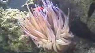 Tomato Clown amp Pink Tipped Haitian Anemone [upl. by Macfarlane]