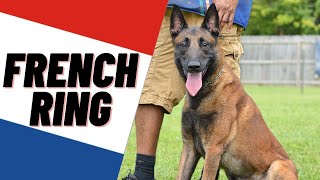 AMAZING BELGIAN MALINOIS TRAINING FRENCH RING DOG SPORT  ANDY KRUEGER [upl. by Palumbo]