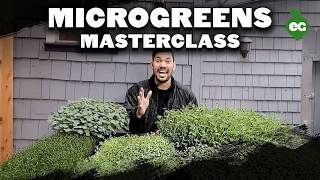 How to Grow Microgreens from Start to Finish COMPLETE GUIDE [upl. by Namlas588]