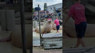 Dolfinarium Video3 Harderwijk Netherlands [upl. by Silbahc]