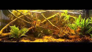 Blackwater aquarium South America [upl. by Frohne]