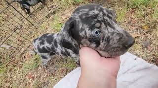 Bebe 2024 M1 Catahoula puppy [upl. by Keverne]