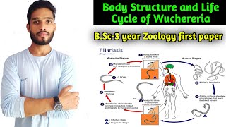 Life cycle of Wuchereria bancrofti  Body Structure and Microfilaria in blood BSc3 year Zoology [upl. by Mahon373]