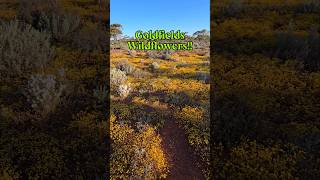 Goldfields Wildflowers findinggspots wildflowers [upl. by Oikim334]