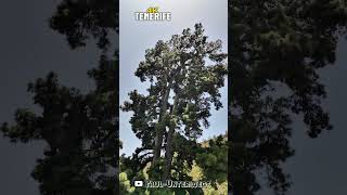 Imposanter El Pino Gordo  Teneriffa  18072024 🌲🌞 shorts [upl. by April]