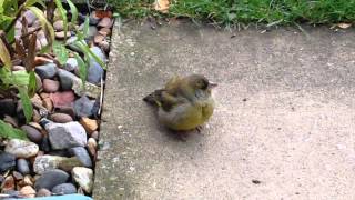 Greenfinch and goldfinch with trichomonosis symptoms [upl. by Suivatra]