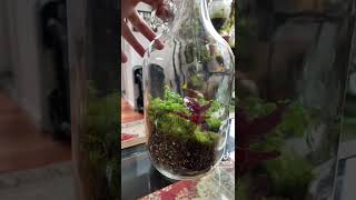 How to water a Terrarium [upl. by Gabriele628]