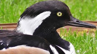 Hooded Merganser Male [upl. by Enniotna]