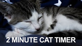 2 Minute Timer  Two Minute Cat Timer [upl. by Kotto]