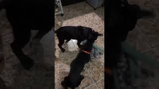 Littermates rescued off the streets pitbull puppies bestfriends adoptdontshop adopt puppyhood [upl. by Aiceled]